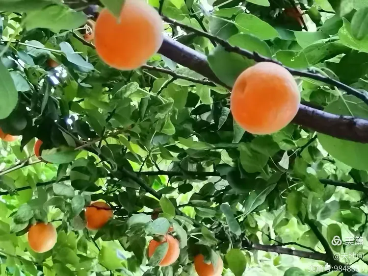 红杏